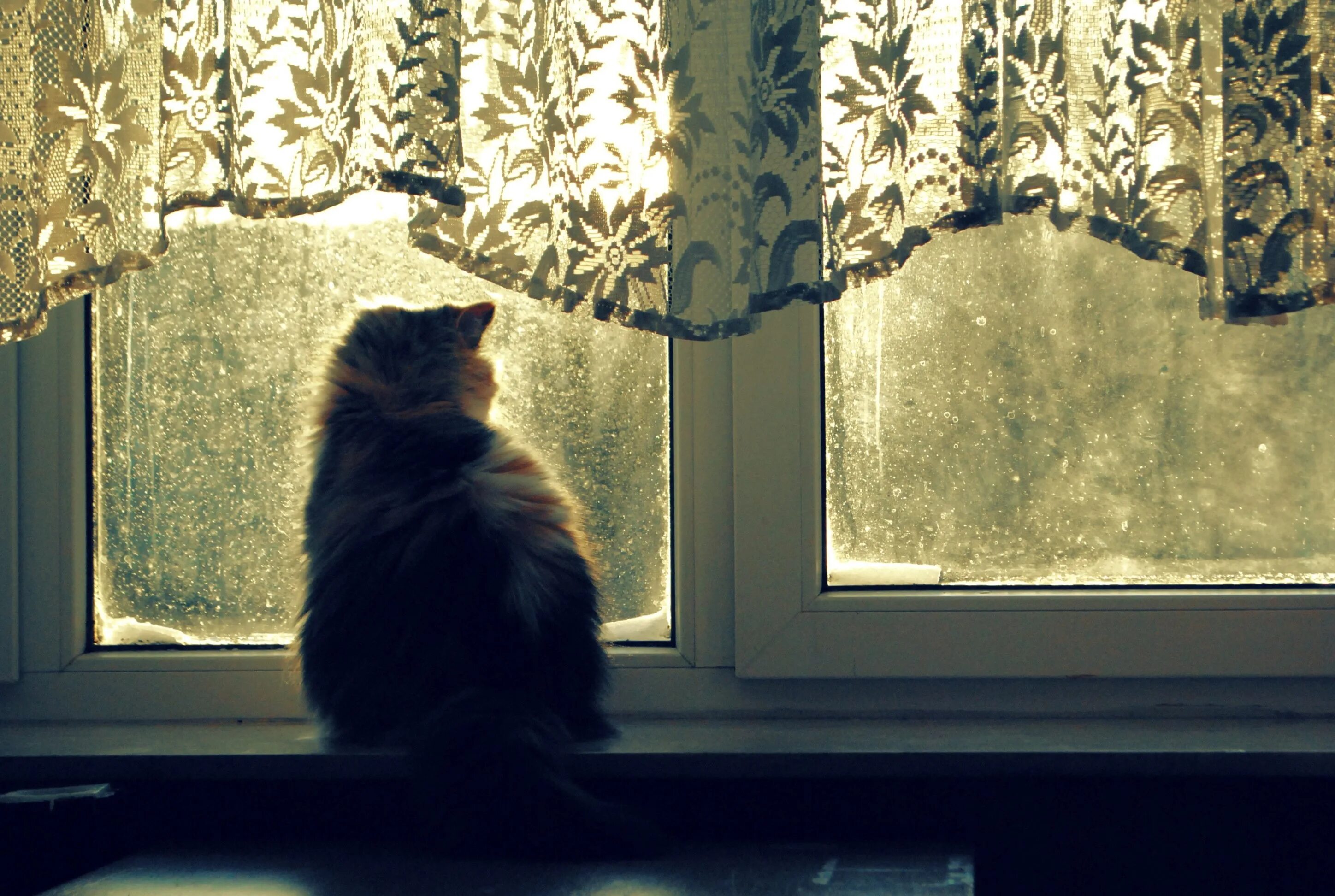 Подхожу к окну и вечер. Кошка на окне. Черный кот на окне. Кошки на окошке. Кот на подоконнике.