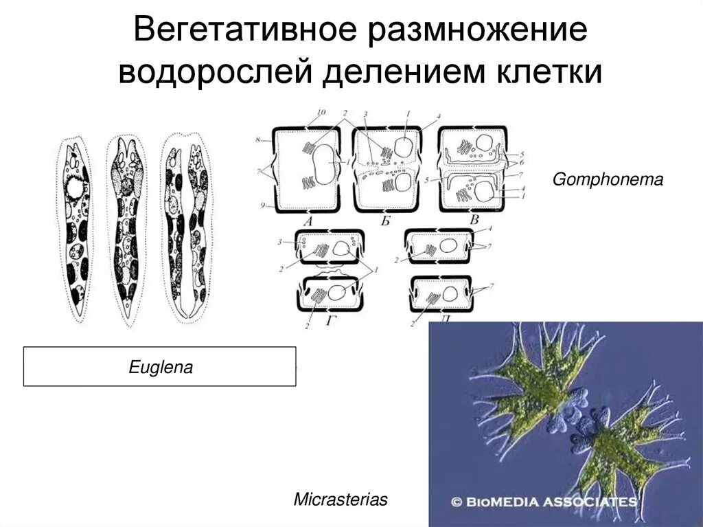 Размножение клеток водорослей. Диатомовые водоросли строение клетки. Вегетативное размножение диатомей. Вегетативное размножение диатомовых водорослей. Бесполое вегетативное размножение водорослей.