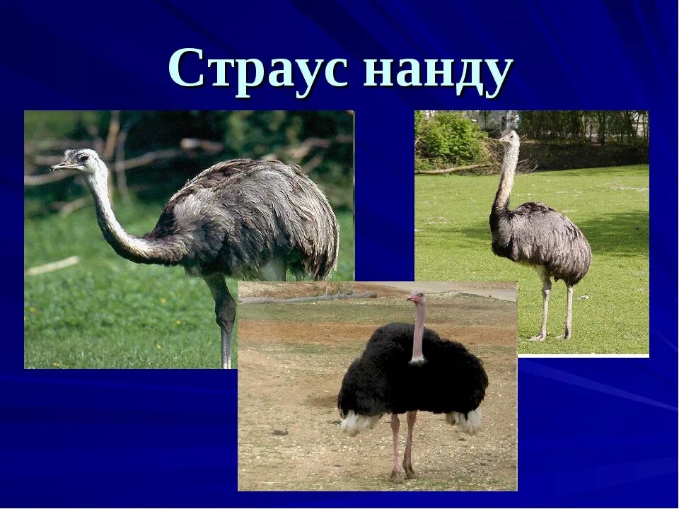 Особенности строения нандуобразных