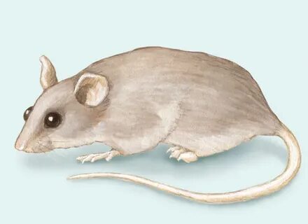 Musculus мышь