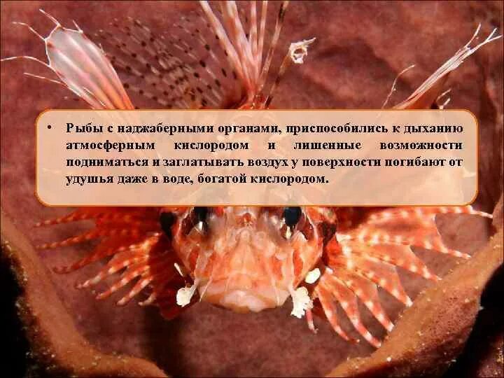 Заглатывание воздуха латынь