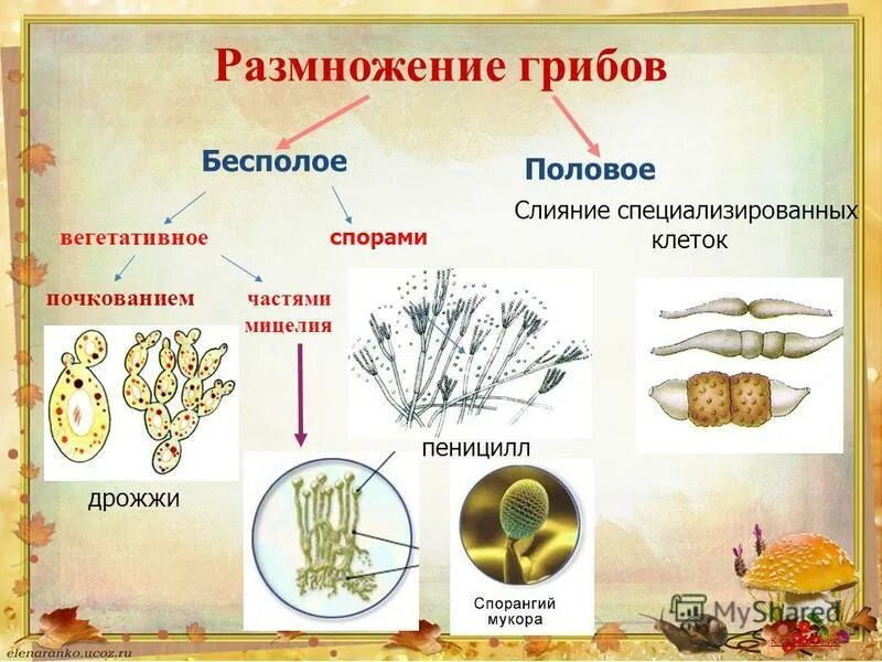 Вегетативные споры грибов. Половое и бесполое размножение грибов. Бесполое размножение грибов частями мицелия. Вегетативное размножение грибов примеры. Вегетативное размножение грибов схема.