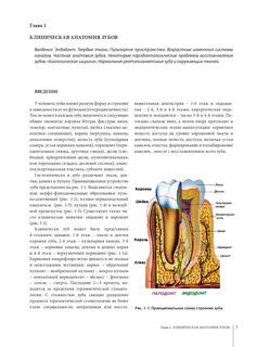 Частная анатомия