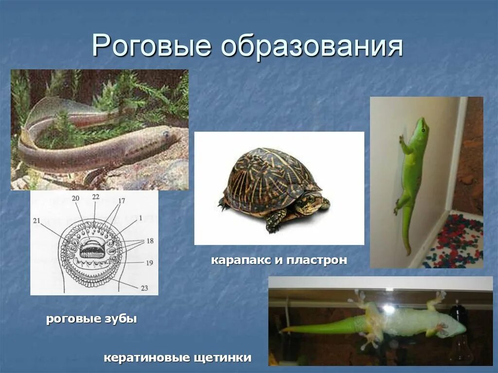 4 роговые образования кожи. Роговые образования у животных. роговые образования кожи у животных. роговые образования у млекопитающих.