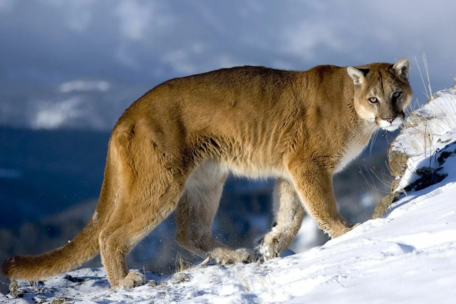 Канадская Пума. Североамериканская Пума. Пума (Puma concolor):. Кугуар горный Лев.