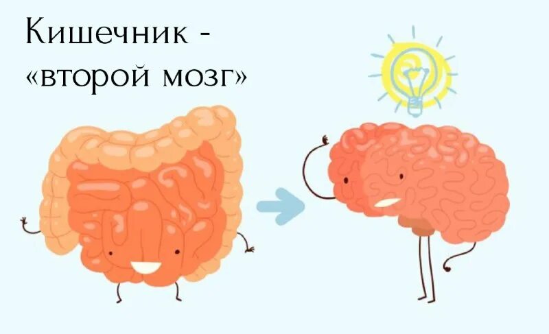 Кишечник и мозг. Мозг жкт. Мозг жкт. Мозг жкт. Ощущение мозг.