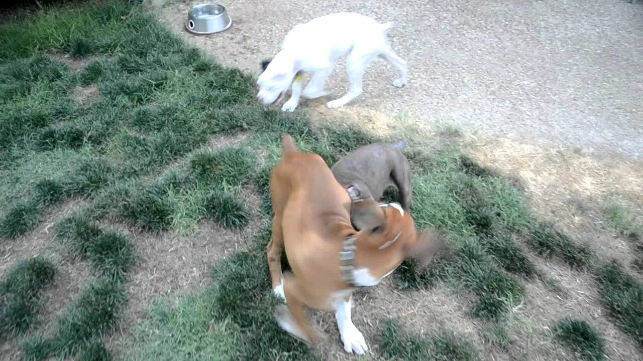Puppy playing 2. Puppy play time.