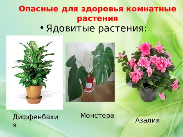 Озеленение нашего дома - презентация для начальной школы - скачать презентацию