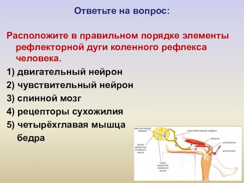 Установите последовательность этапов рефлекторной реакции кашля. Последовательность звеньев рефлекторной дуги ахиллова рефлекса. Порядок элементов рефлекторной дуги коленного рефлекса. Элементы рефлекторной дуги коленного рефлекса человека. Порядке элементы рефлекторной дуги коленного рефлекса человека.