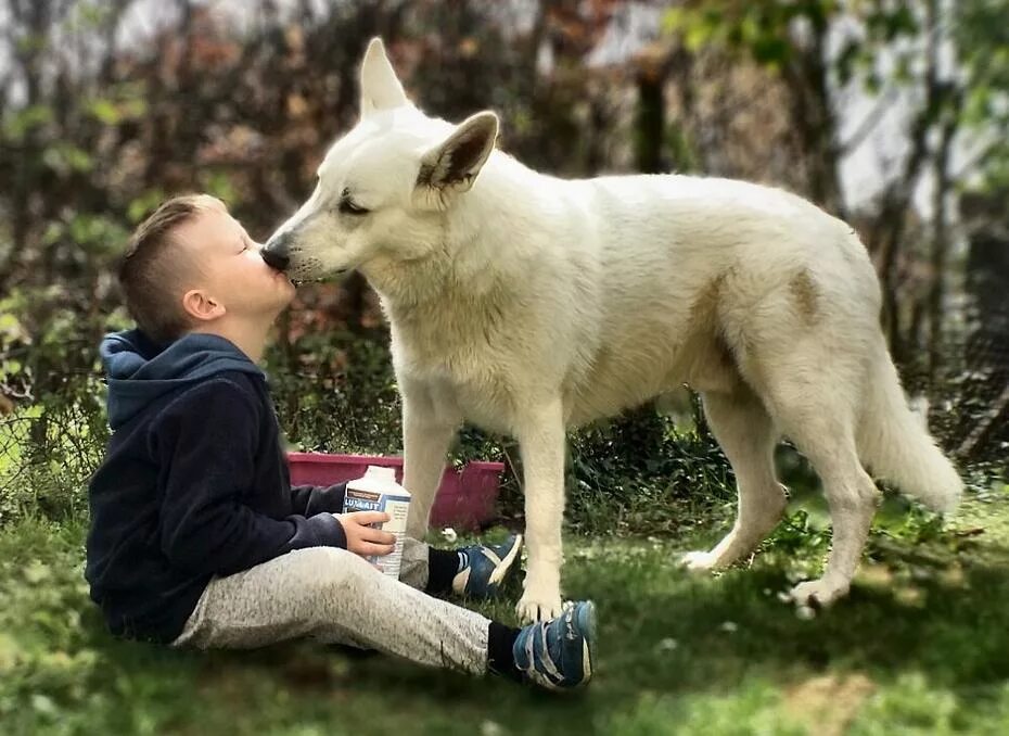 Какая защищает лучше. Собака защищает. Собаки которые охраняют детей. Собаки породы которые охраняют людей и детей.