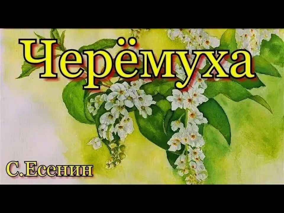 Аудиозапись черемуха. Есенин черёмуха душистая. черёмуха душистая с весною расцвела стих рисунок. стих есенина черемуха душистая.