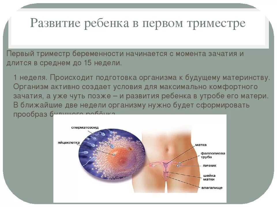 1 Триместр беременности. Первый триместр беременности по неделям. Первый триместр что происходит. Первый триместр длится беременности. Что происходит в первую беременность