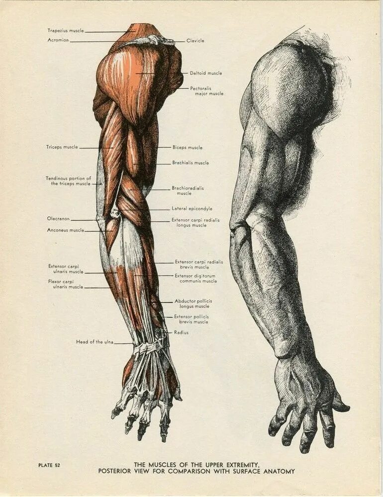 Баммес анатомия мышцы рук. Анатомия человека мышцы для художников рука. Готфрид Баммес пластическая анатомия. Баммес Верхние конечности мышцы.
