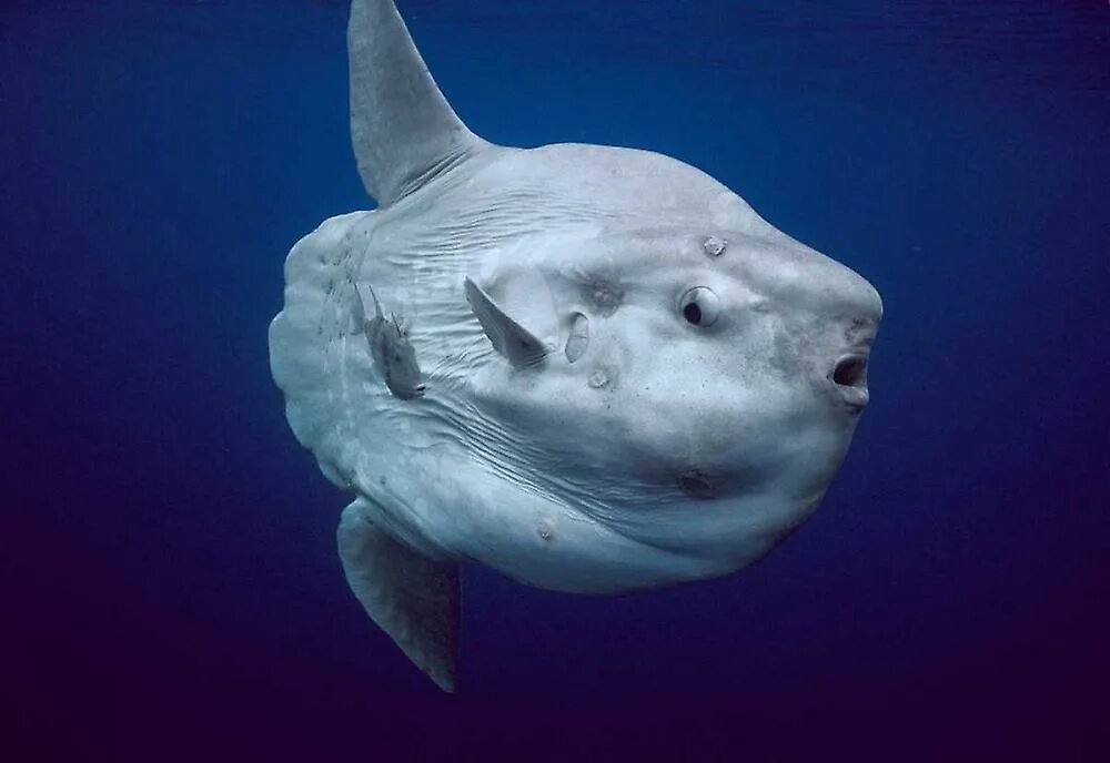 (mola mola) рыба солнца. Картинка мола. Картинка мола. Картинка мола. Картинка мола.