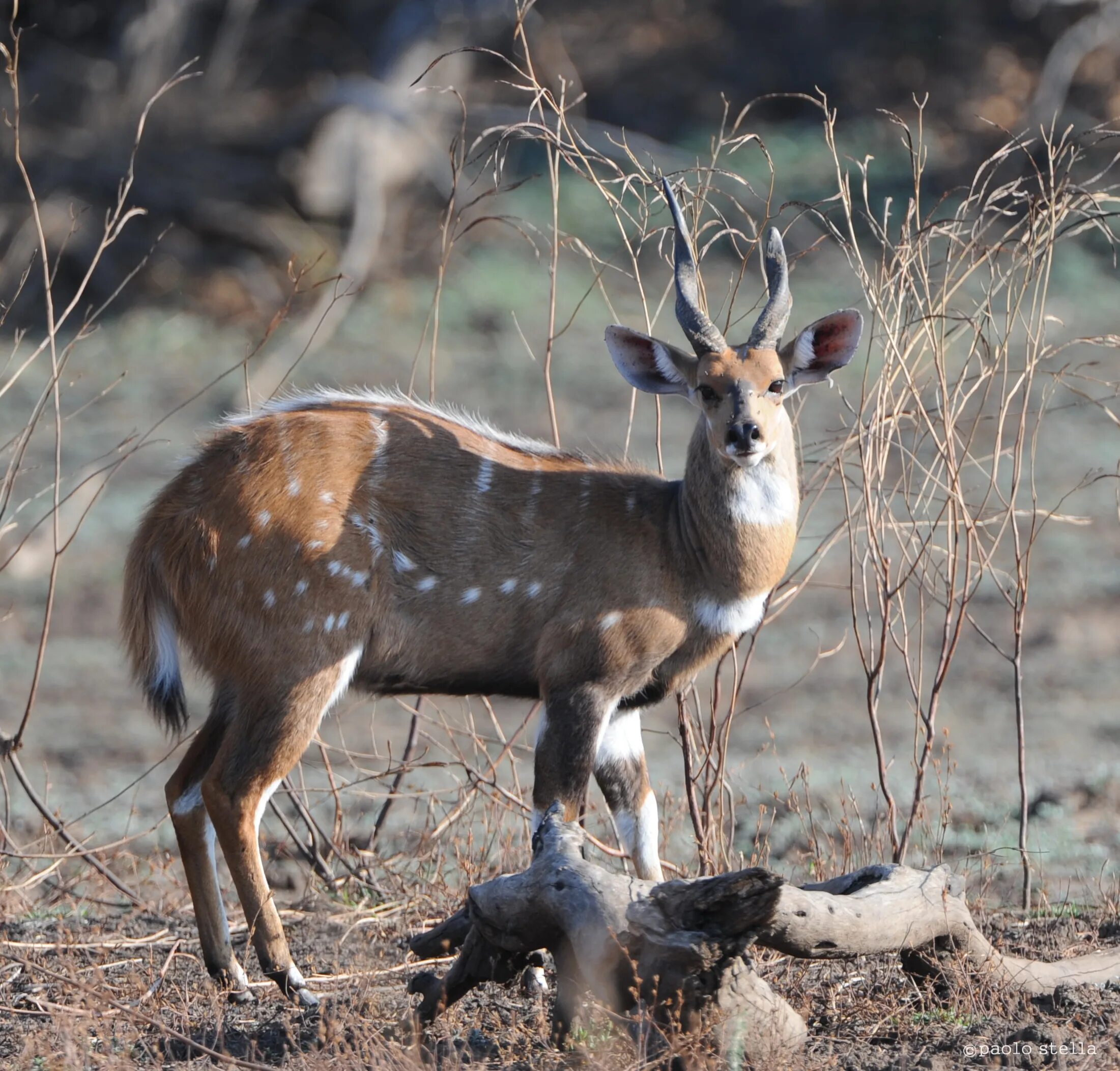 Tragelaphus Scriptus — бушбок. Антилопа бушбок. Парнокопытные антилопа. Антилопа ситатунга. Пятнистое парнокопытное