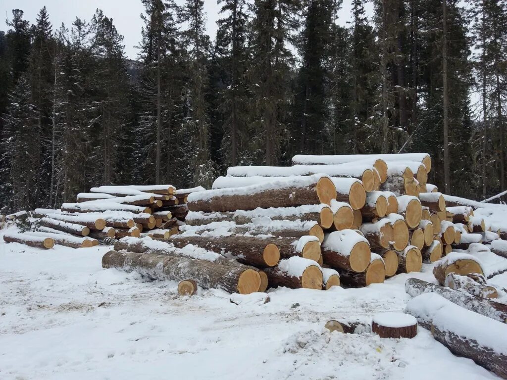 Круглые хвойных пород круглые хвойных пород. Лесная деляна. Кругляк сосна. Бельковский лесокомбинат. Деляна леса на вырубку зимой.