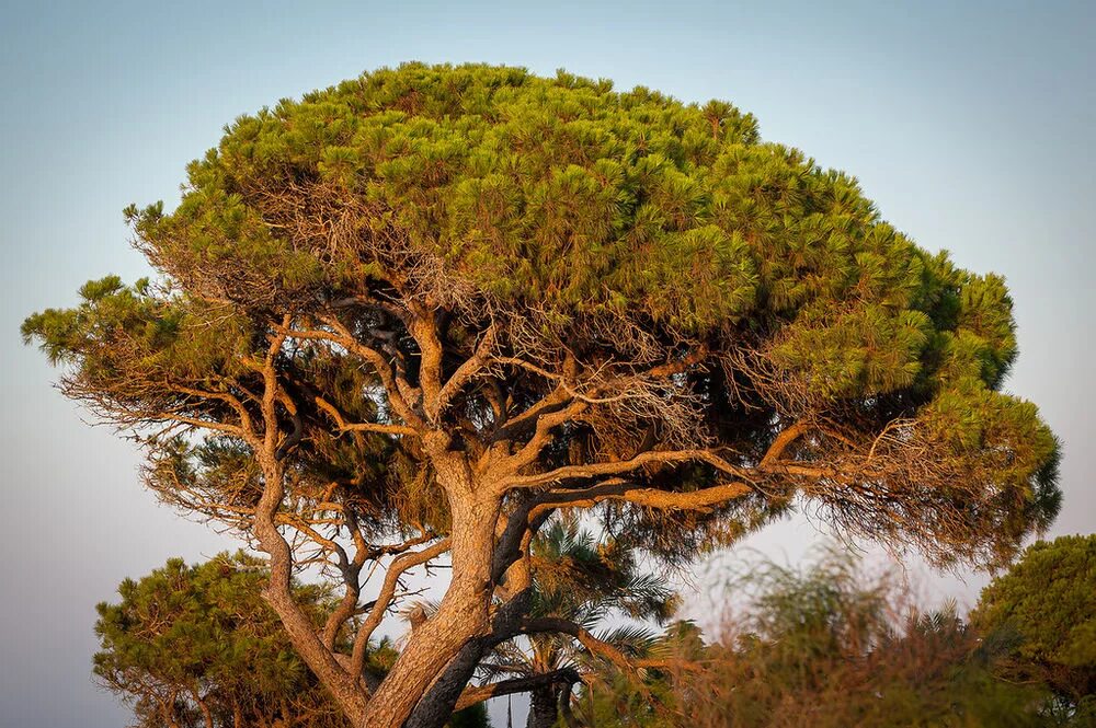 Пиния это. Средиземноморская сосна Пиния. Пиния (Pinus pinea). Дерево Pinus pinea. Сосна итальянская Пиния.