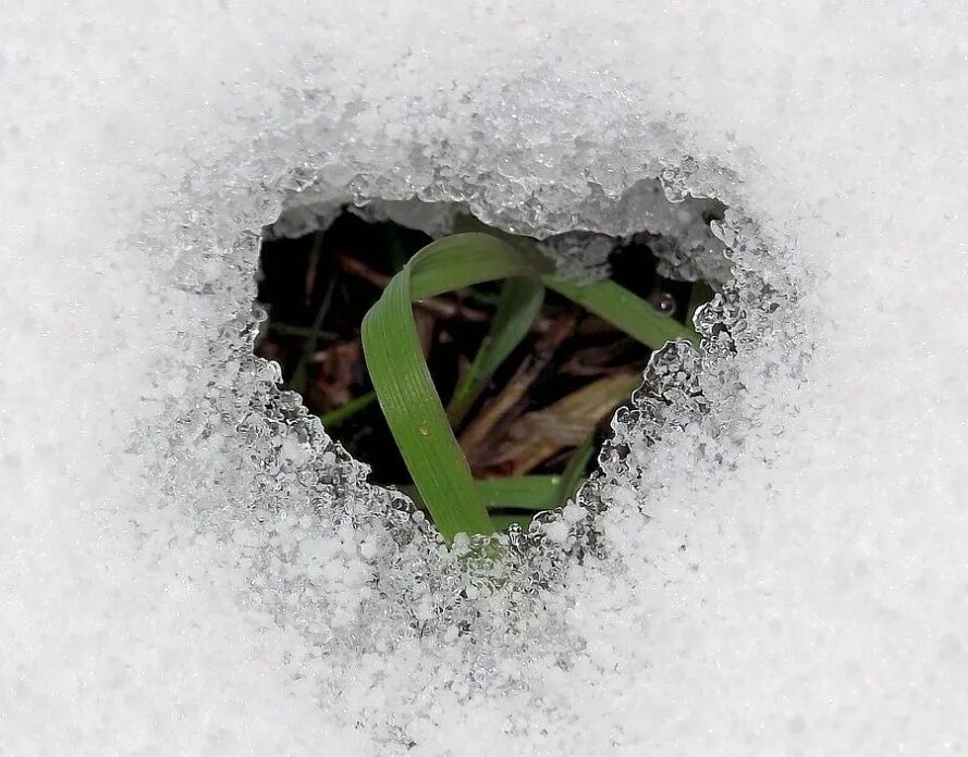 Зачем земле снег. Растения под снегом. Растения под снегом зимой. Растения под сугробом. Растения зимующие под снегом.