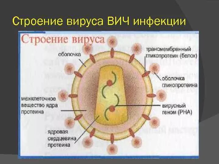 Строение вириона ВИЧ. Строение клетки вируса ВИЧ. ВИЧ структура вириона. Вирус вича строение. Поражаемые структуры спида