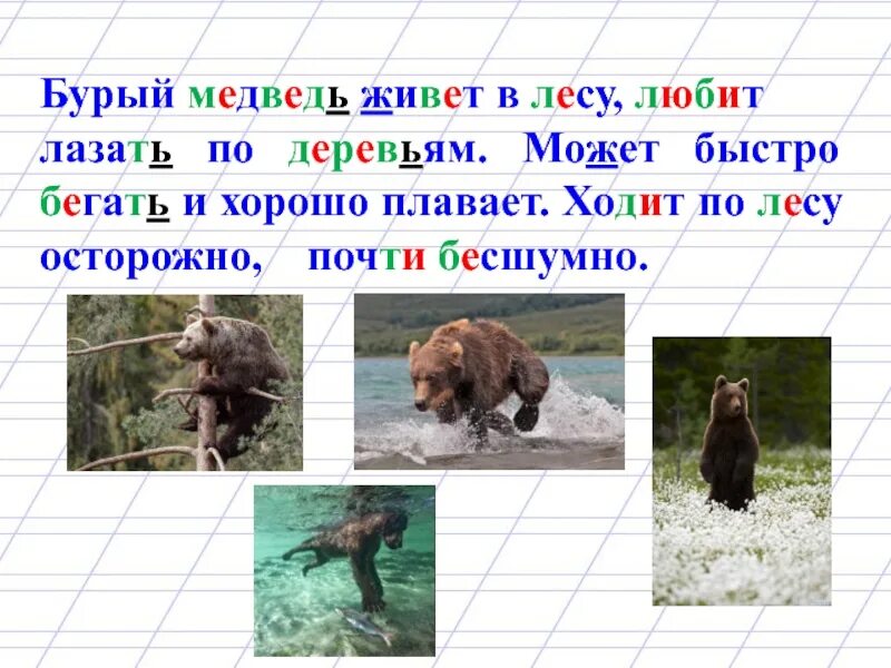 Медведи согласные звуки. Предложение про медведя. Предложение со словом медведь. Бурый медведь живет в лесу. Предложение со словом медведь 1 класс.