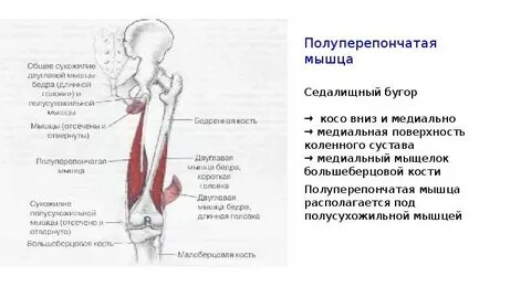 Сухожилия седалищного бугра