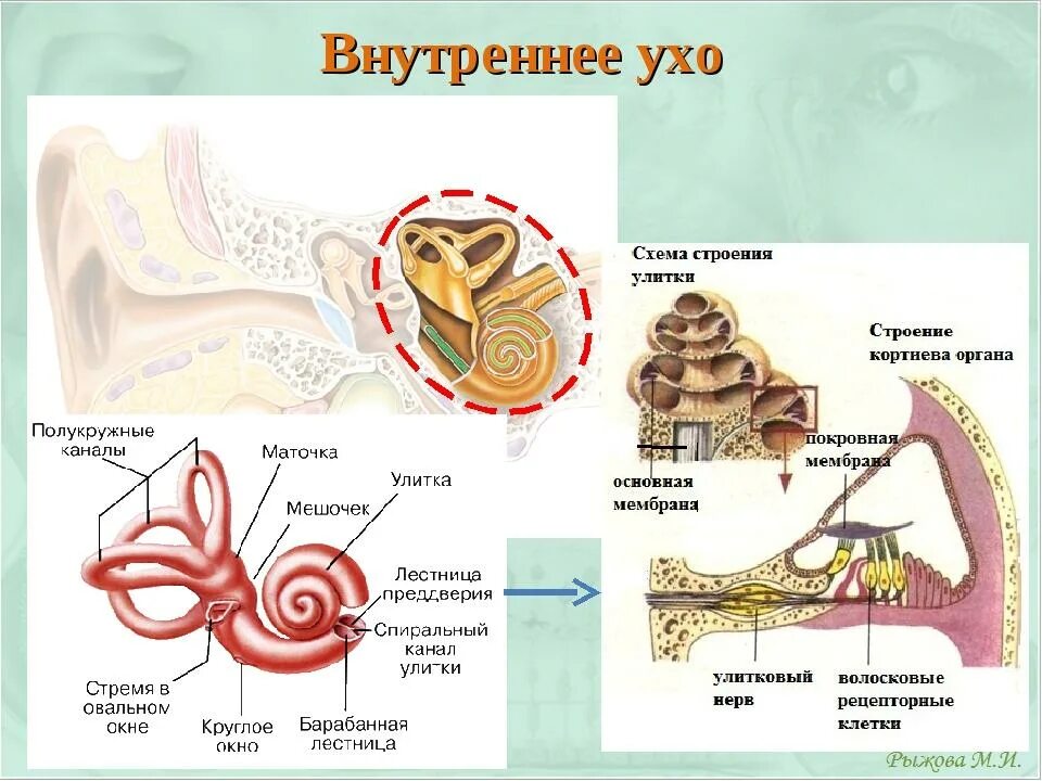 Внутреннее ухо содержит