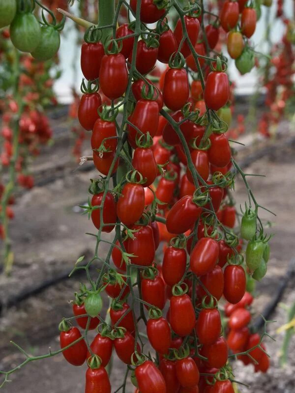 томат сан марцано нано. томат маруся биотехника. томат дебослив характеристика и описание. томат дамский пальчик. томат дебослив характеристика и описание.