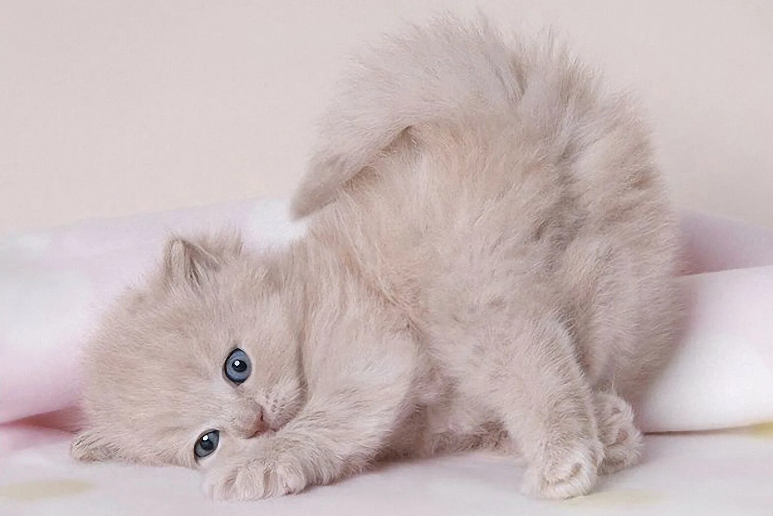 Полна киса. Котята. Картинки котят. Котята милые и пушистые. Красивые пушистые котята.