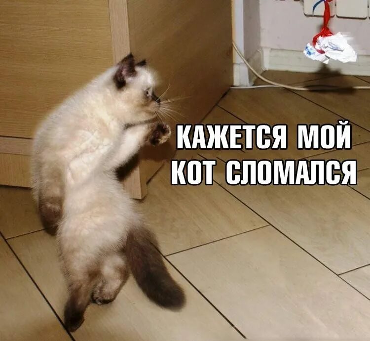 Надо идти не хочу. Чумачечие коты. я иду иду иду. смешные картинки ухожу. надо смешные картинки.