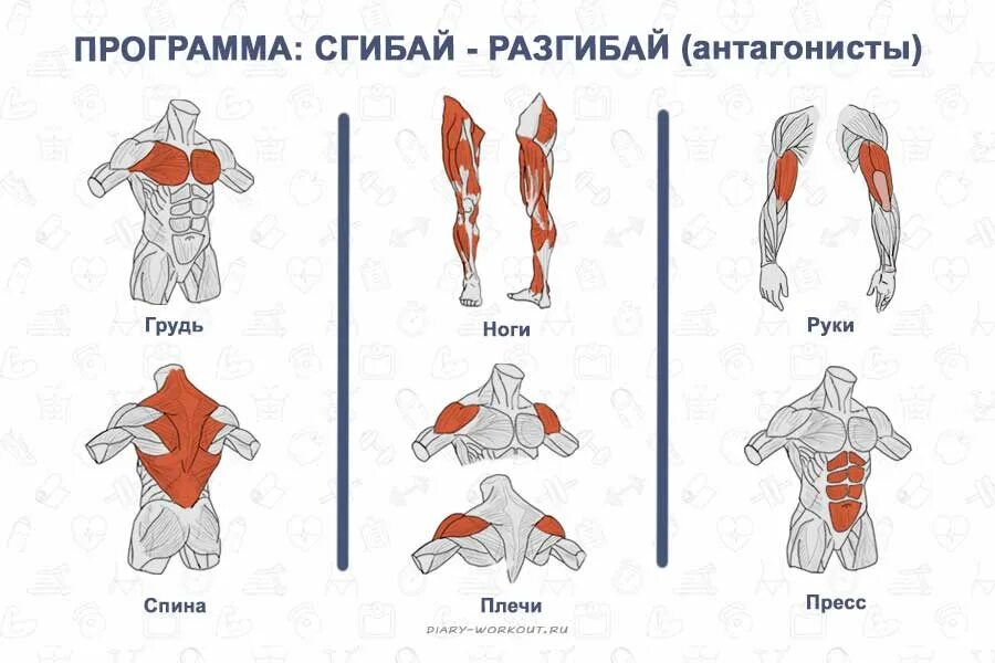Типы и группы мышц. Антагонисты грудных мышц. антагонисты и синергисты грудных мышц. антагонисты мышц разгибателей спины. тренировка мышц антагонистов программа.
