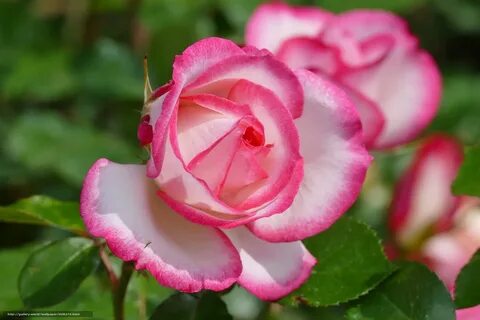 The flore rose