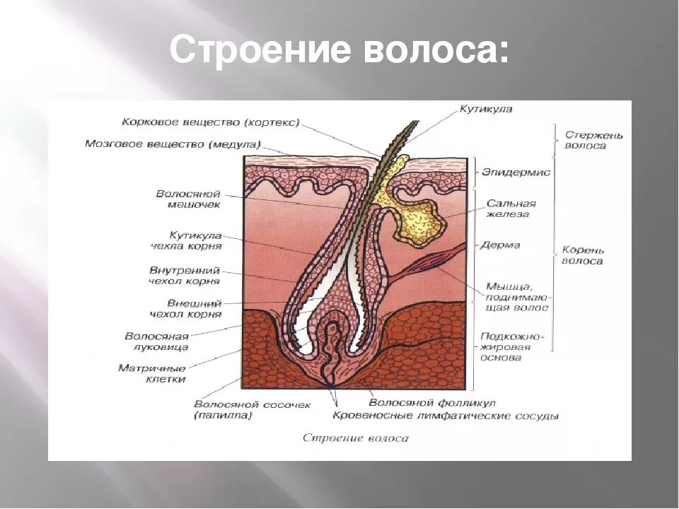 Строение волосяного