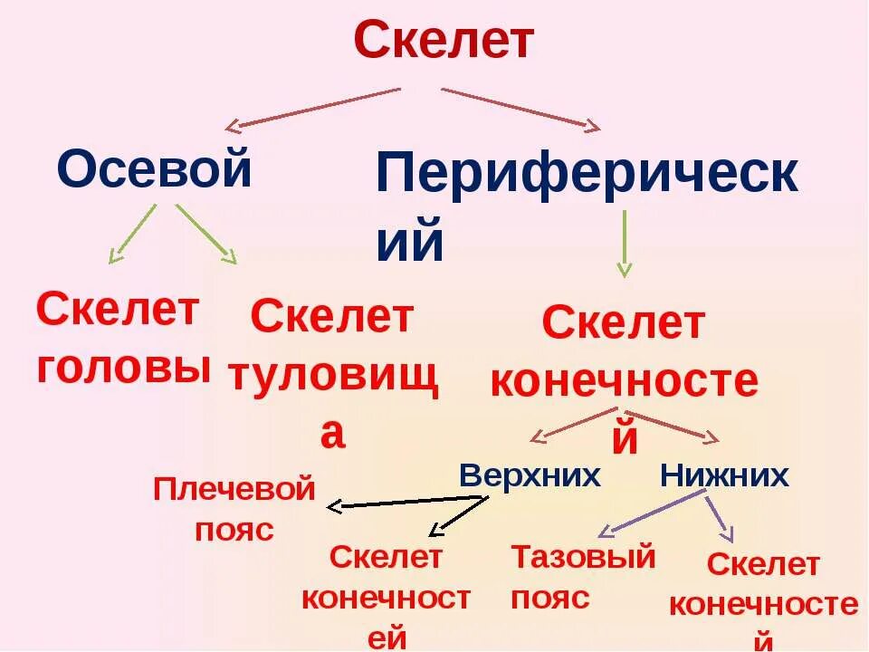 Осевой скелет. Строение осевого скелета. Осевой и добавочный скелет человека. Осевой скелет состоит.