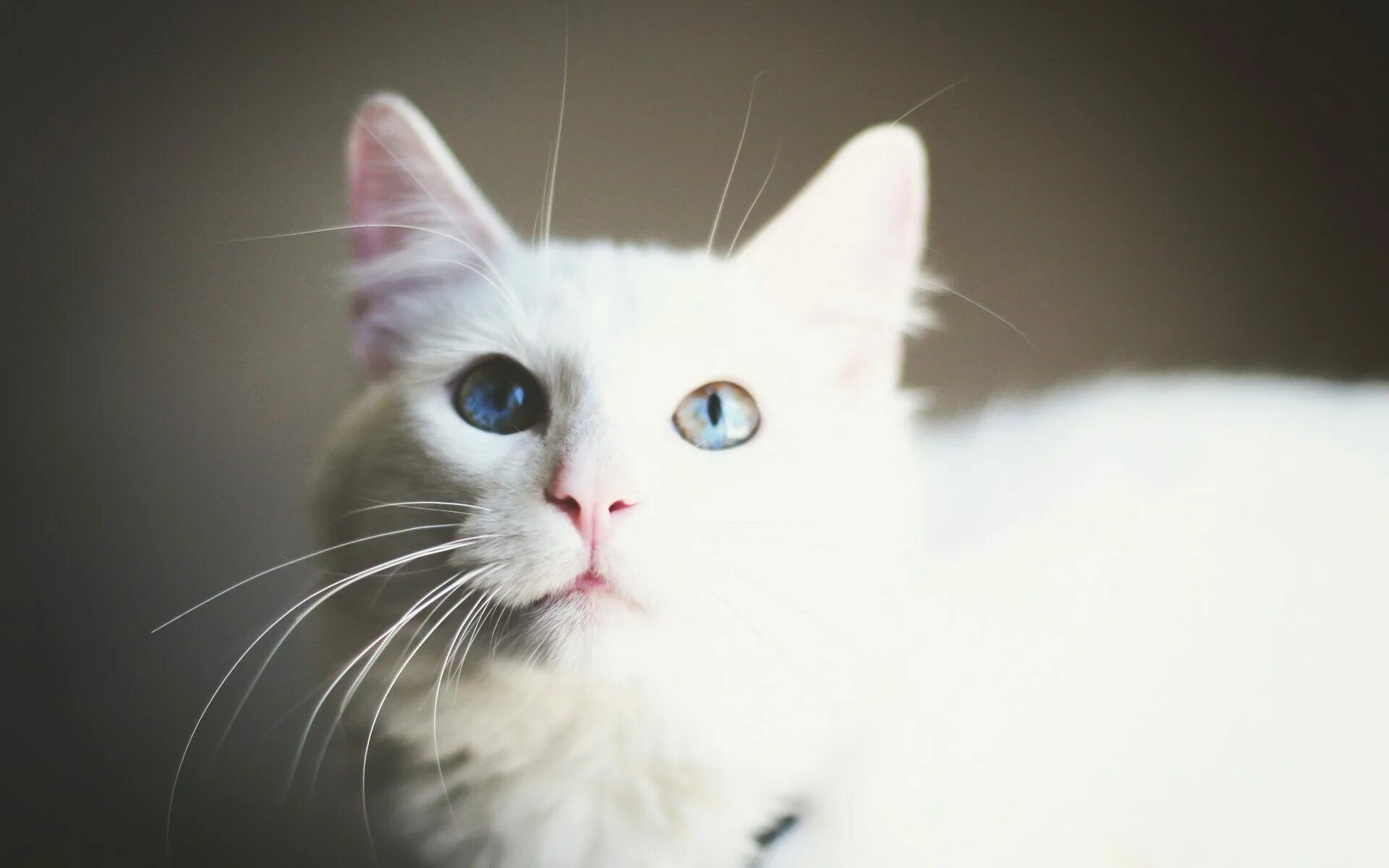 Белые кошечки картинки. Белая Британская шиншилла Коби. Британская шиншилла Коби кошка. Као-мани кошка. Белый котик с голубыми глазами.