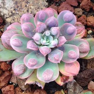 Echeveria frill raindrops