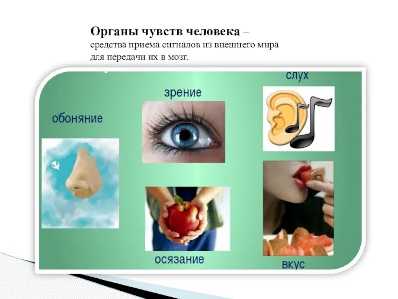 Орган чувств описание. Органы чувств человека. Система органов чувств человека. 5 Органов чувств человека. Функции органов чувств человека.