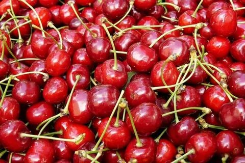 Сорта вишни крупный сладкий