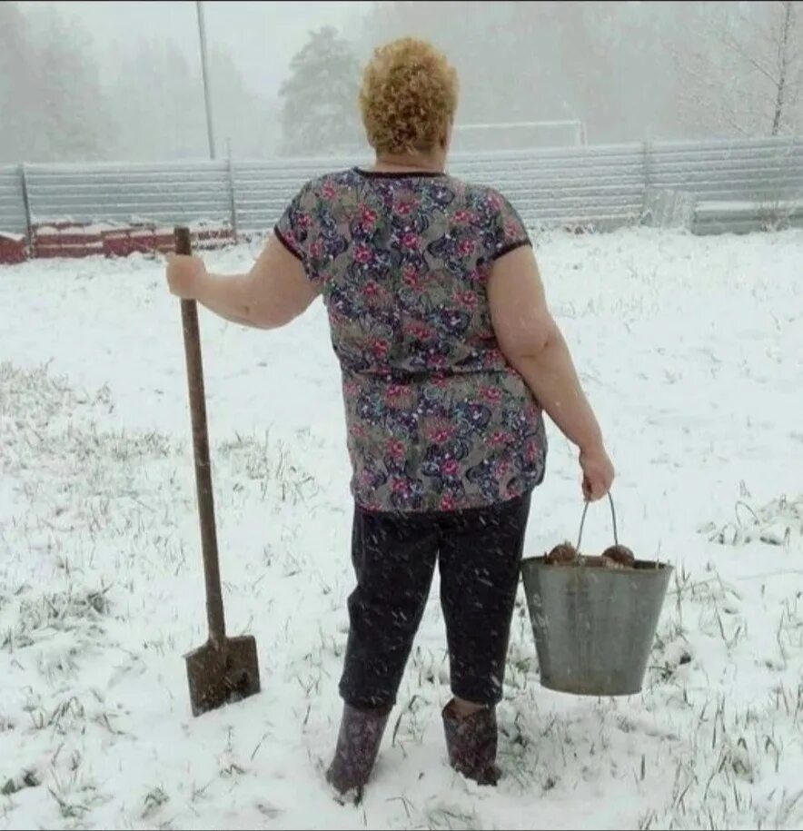 Не поздно сажать. Ничего не знаю пора сажать картошку. Пора сажать картошку прикольные. Открытки пора сажать картошку. Открытки сажают картошку на даче.