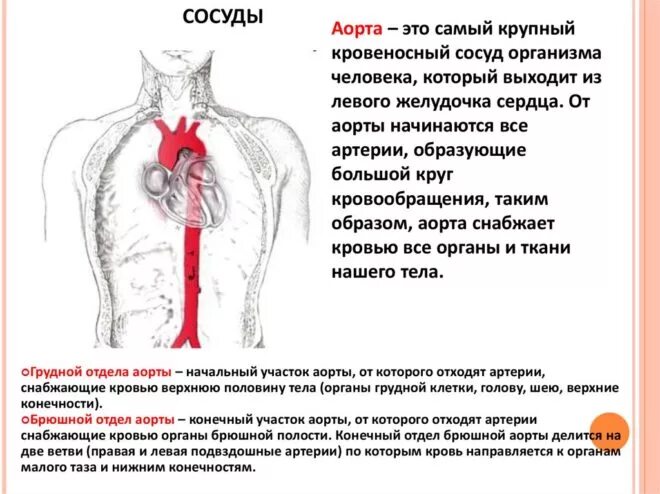 Аорта уплотнена что это значит. Аускультация брюшной аорты. точка аускультации аорты. аускультация брюшного отдела аорты. аорта функции.