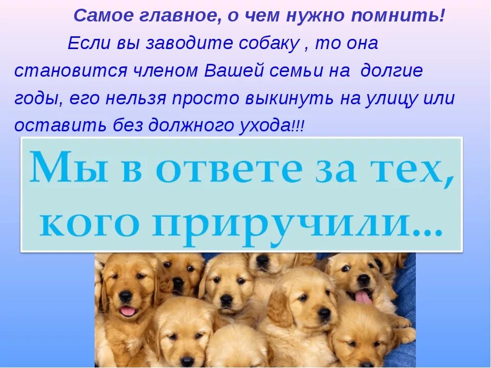 Собачонке было три недели. Проект про собак. Презентация на тему собака друг человека. Проект собака друг человека. Собака для презентации.