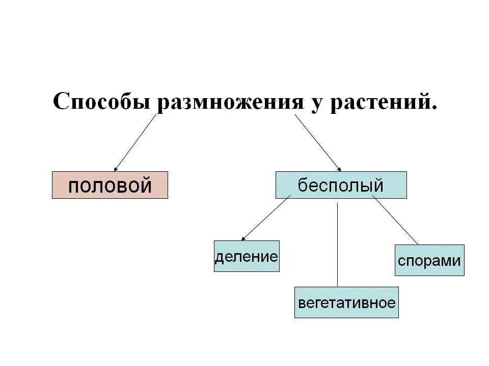 1 из типов размножения. Схема способы размножения растений. схема бесполого размножения растений. способы вегетативного бесполого размножения растений. схема способы размножения растений биология 6.