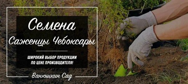 Питомник чебоксары саженцы. Питомник ванюшкин сад чебоксары. Питомник чебоксары каталог. Питомник ванюшкин сад чебоксары. Ванюшкин сад в чебоксарах каталог.