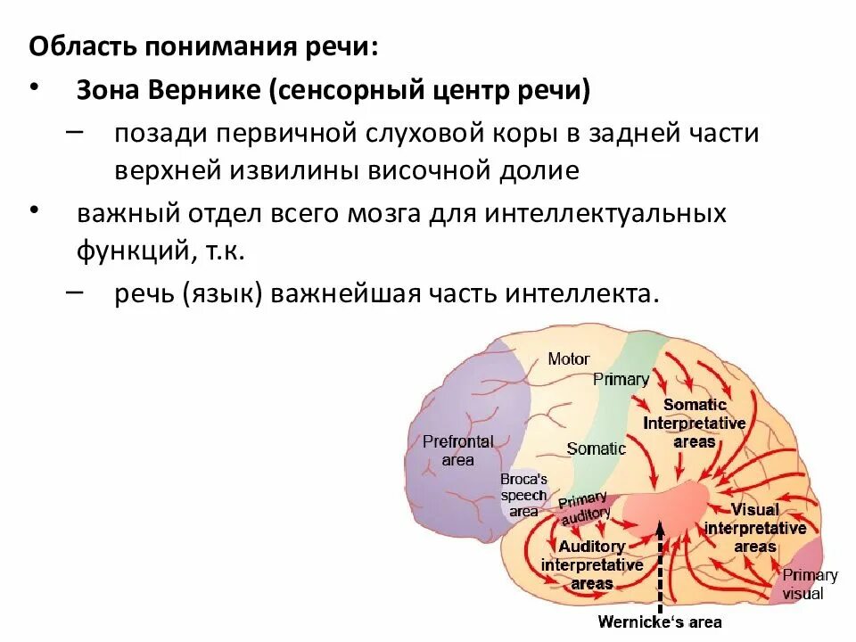 Центр речи в мозге человека. Центры речи в мозгу человека. Мозг и речь. Речевые зоны. Центры речи.