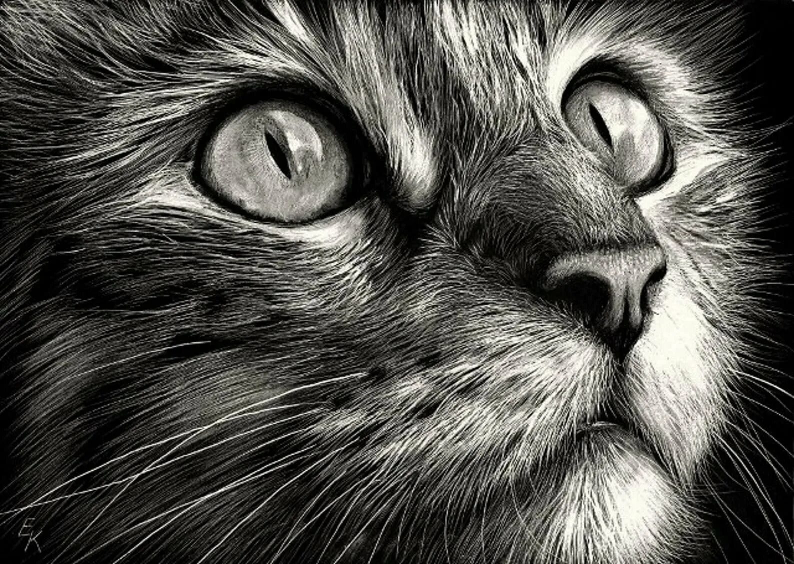 Красивые рисунки. Животные рисунки. Кошка рисунок. Животные карандашом.