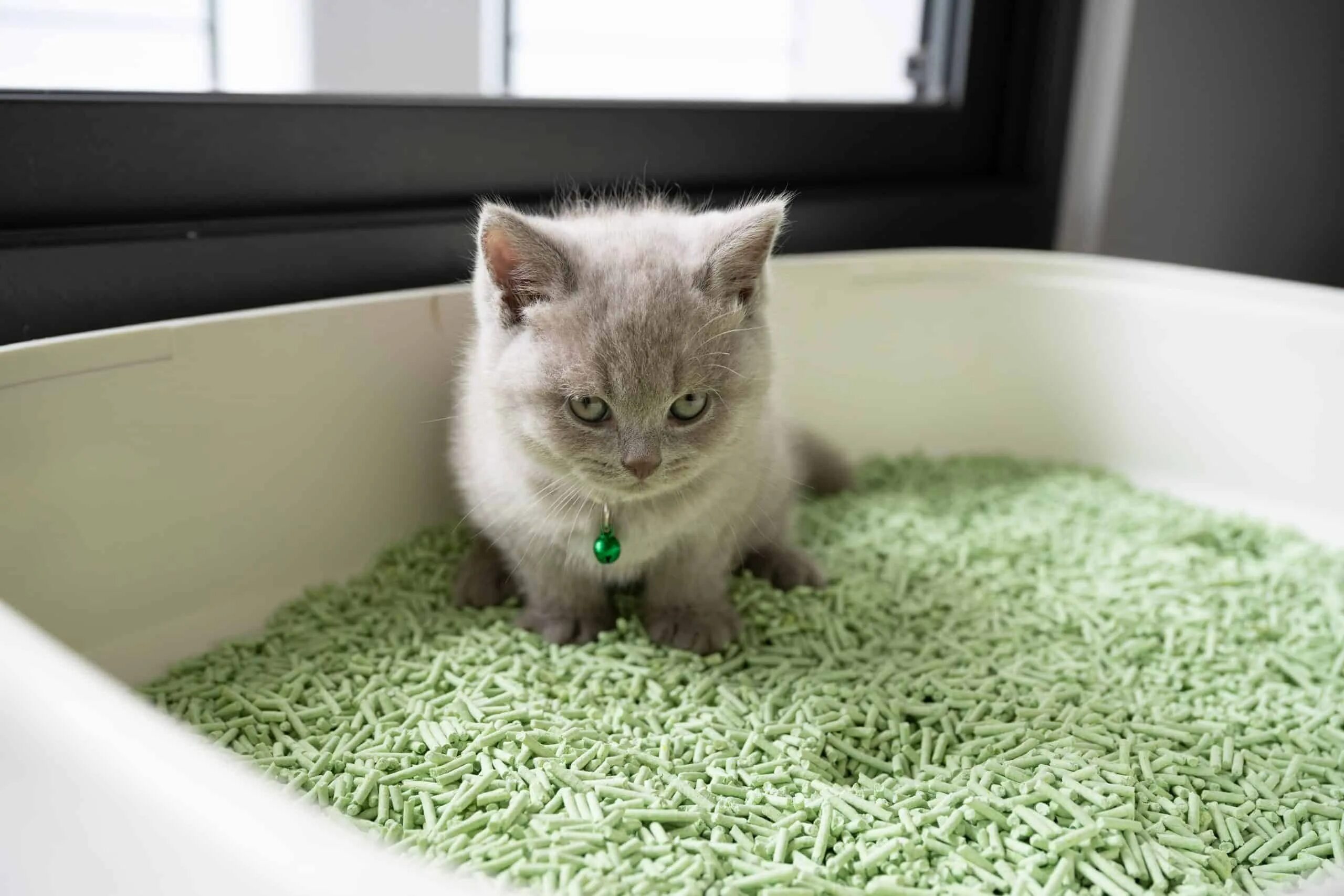 Как приучить котенка мальчика к лотку. Cat Litter. Лоток для котят. Древесный наполнитель в лотке. Приучение котенка к лотку.