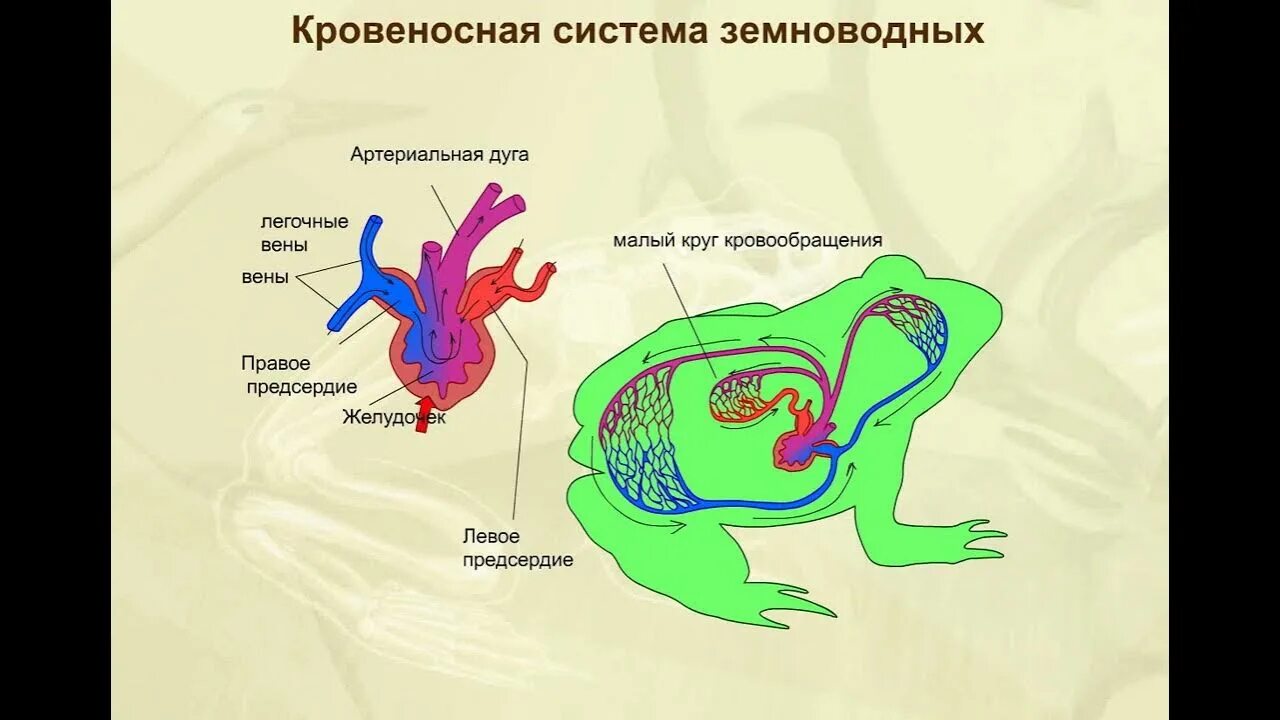 Сердце амфибий круги кровообращения. Кровообращение амфибий схема. Кровеносная система бесхвостых амфибий. Строение кровообращения лягушки. Схема строения кровеносной системы земноводных.