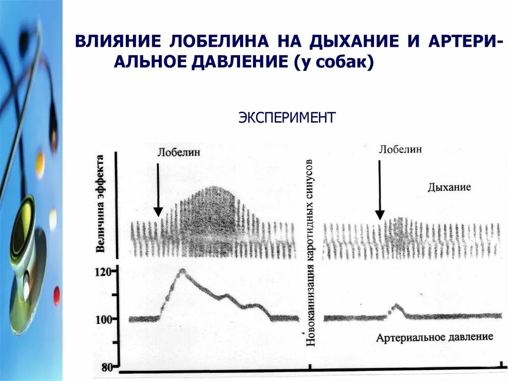 Снизить давление дыханием. Влияние дыхания на артериальное давление. Влияние пониженного давления на дыхание. Влияние повышенного артериального давления на дыхание. Дыхание при пониженном давлении.