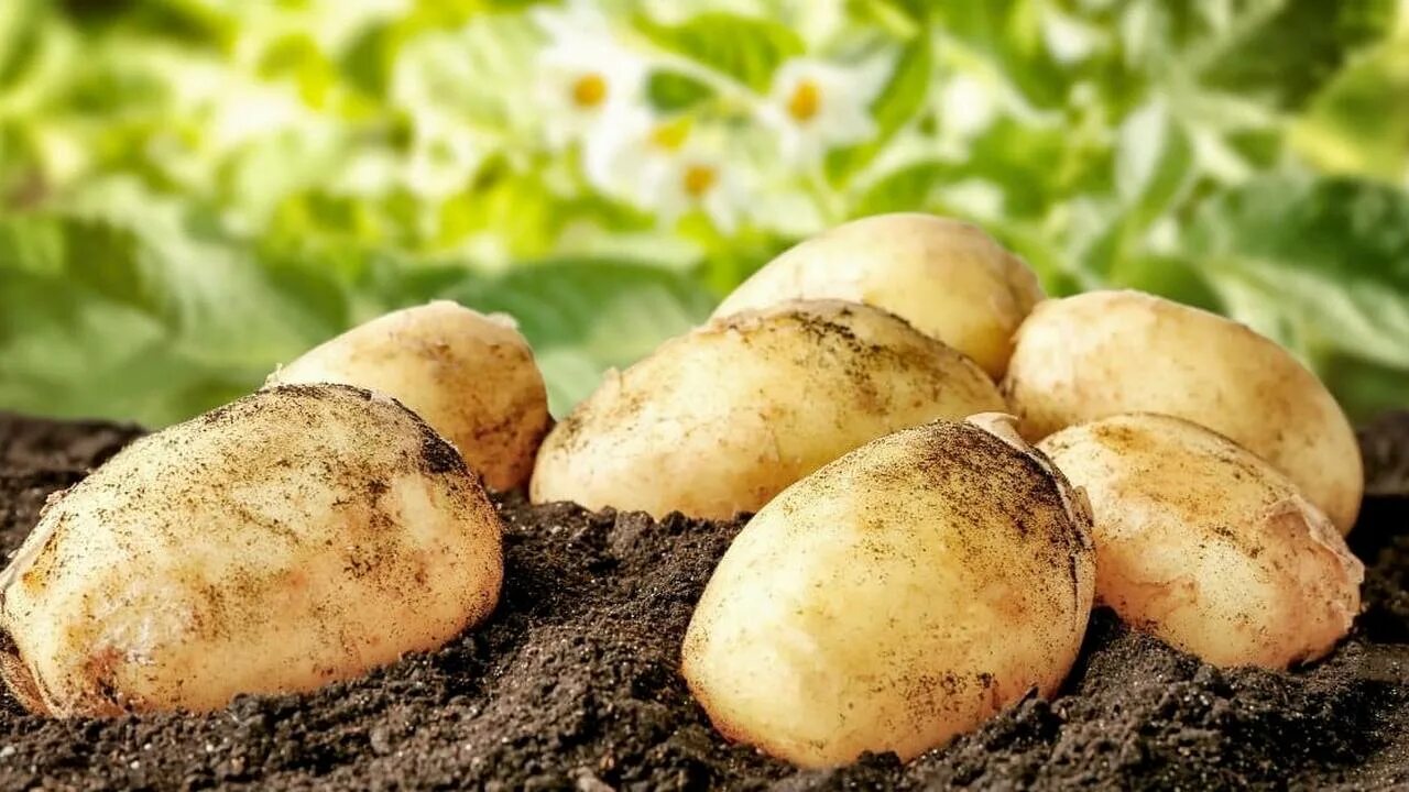 Картофель кг. Картофель на грядке. Круглая картошка. Вареная картошка. Килограмм картошки.