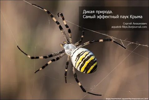 Паук с полосатым желтым брюшком