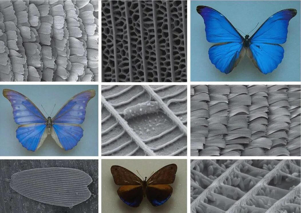 Оборудования для исследования строения крыла бабочки. Фотонные Кристаллы на крыльях бабочки. Строение чешуйки бабочки. Чешуйки на крыльях бабочек. Крыло бабочки вблизи.